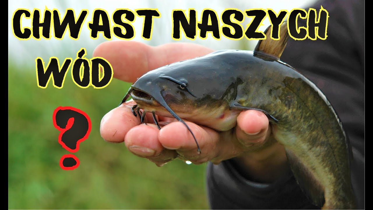 Czy sumik karłowaty jest jadalny a jego smak zaskakuje?